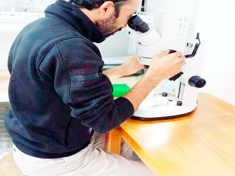 Micropropagacion-de-Orquideas